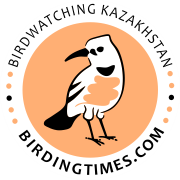 birdingtimes.com